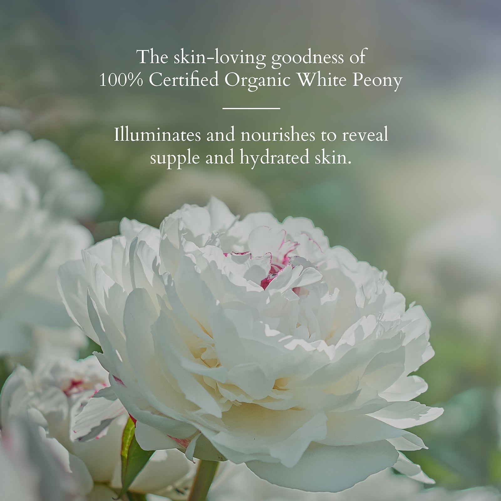LOTUS ORG Precious Brightening Creme 30g SPF20 - Indicrest Buy at Indicrest Image 3